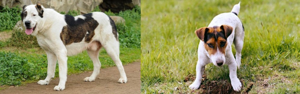 Russell Terrier vs Central Asian Shepherd - Breed Comparison