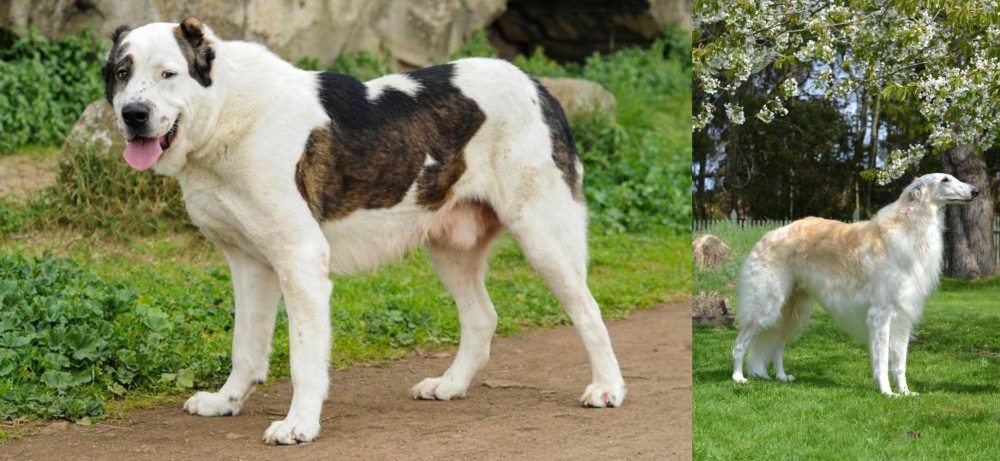 Russian Hound vs Central Asian Shepherd - Breed Comparison