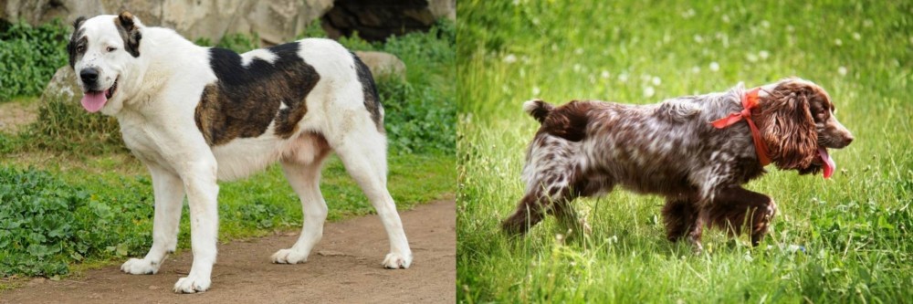 Russian Spaniel vs Central Asian Shepherd - Breed Comparison