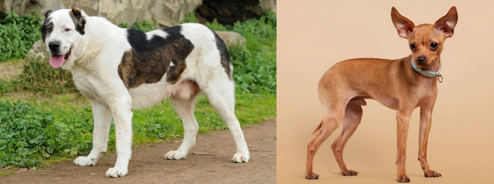 Russian Toy Terrier vs Central Asian Shepherd - Breed Comparison