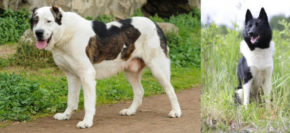 Russo-European Laika vs Central Asian Shepherd - Breed Comparison