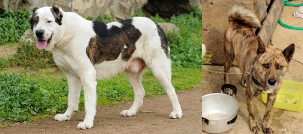 Ryukyu Inu vs Central Asian Shepherd - Breed Comparison