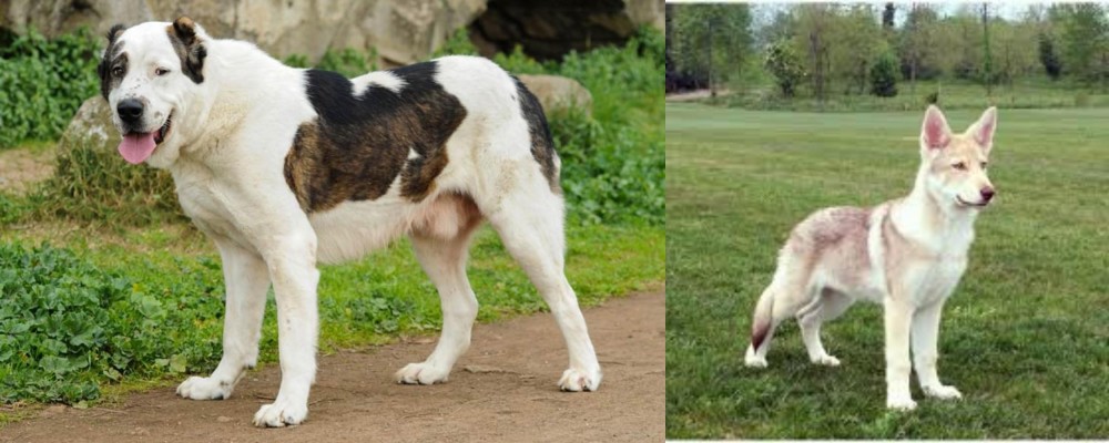 Saarlooswolfhond vs Central Asian Shepherd - Breed Comparison