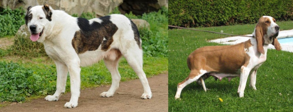Sabueso Espanol vs Central Asian Shepherd - Breed Comparison