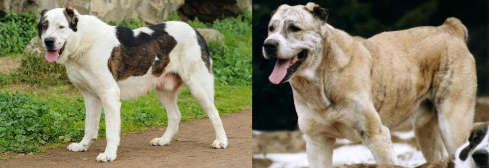 Sage Koochee vs Central Asian Shepherd - Breed Comparison