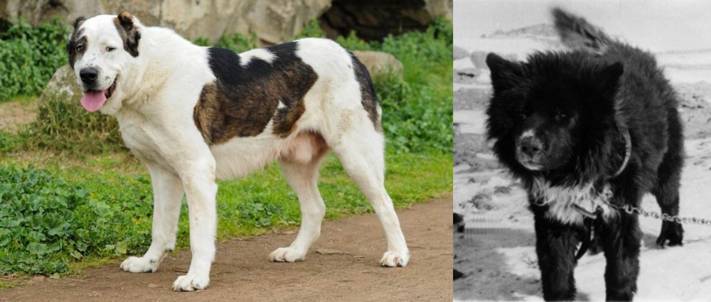 Sakhalin Husky vs Central Asian Shepherd - Breed Comparison