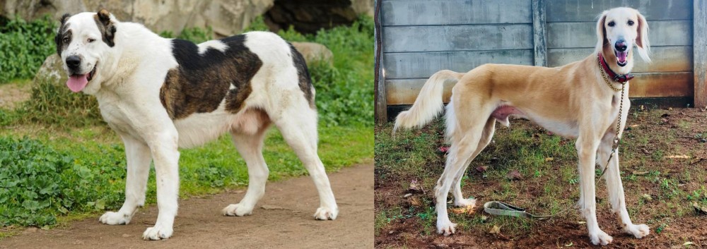 Saluki vs Central Asian Shepherd - Breed Comparison
