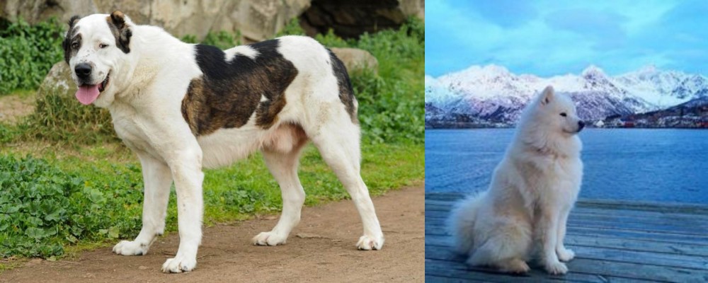 Samoyed vs Central Asian Shepherd - Breed Comparison