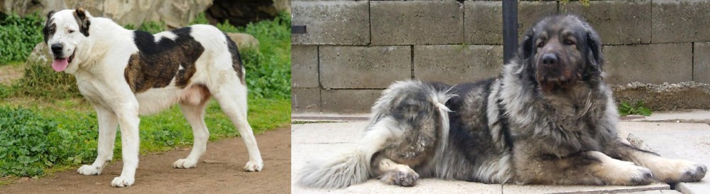 Sarplaninac vs Central Asian Shepherd - Breed Comparison