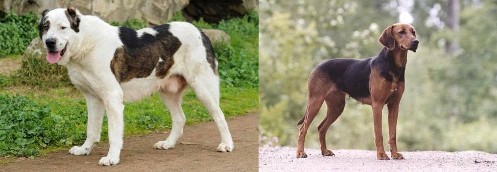 Schillerstovare vs Central Asian Shepherd - Breed Comparison