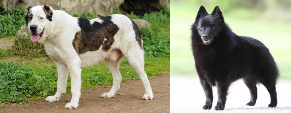 Schipperke vs Central Asian Shepherd - Breed Comparison