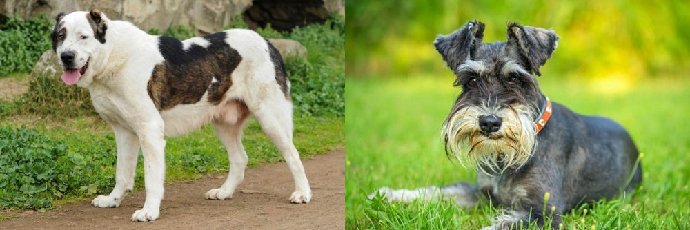 Schnauzer vs Central Asian Shepherd - Breed Comparison