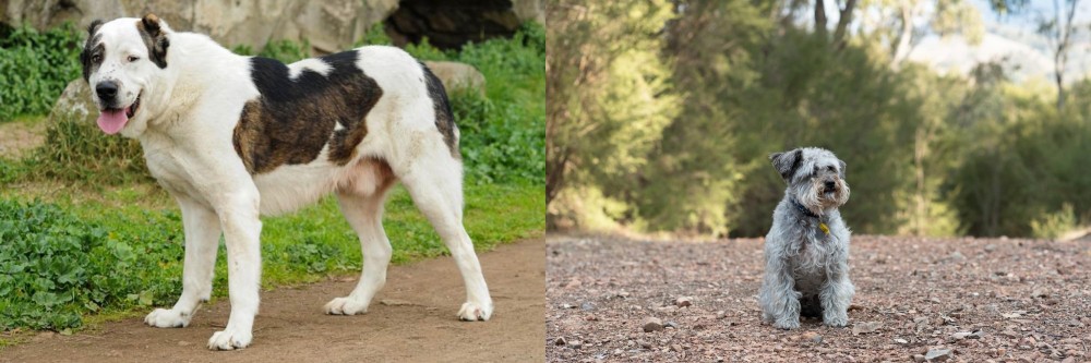 Schnoodle vs Central Asian Shepherd - Breed Comparison