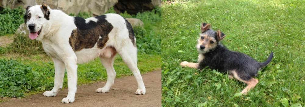Schnorkie vs Central Asian Shepherd - Breed Comparison