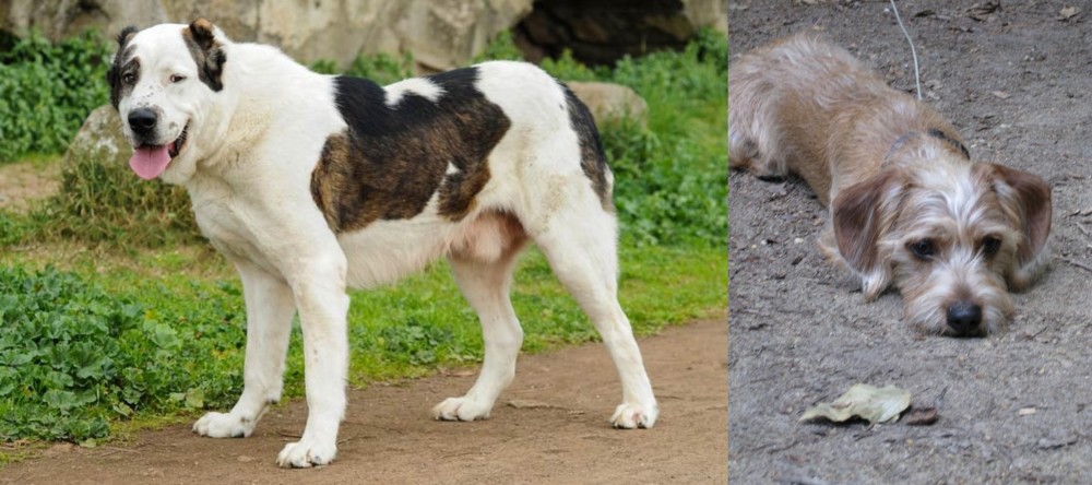 Schweenie vs Central Asian Shepherd - Breed Comparison