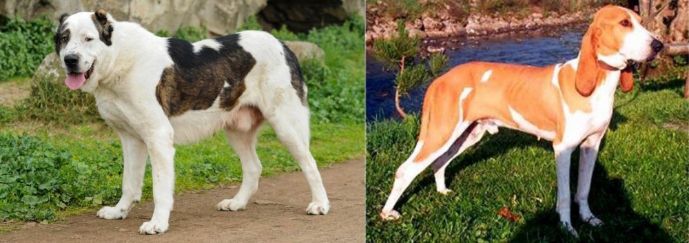 Schweizer Laufhund vs Central Asian Shepherd - Breed Comparison