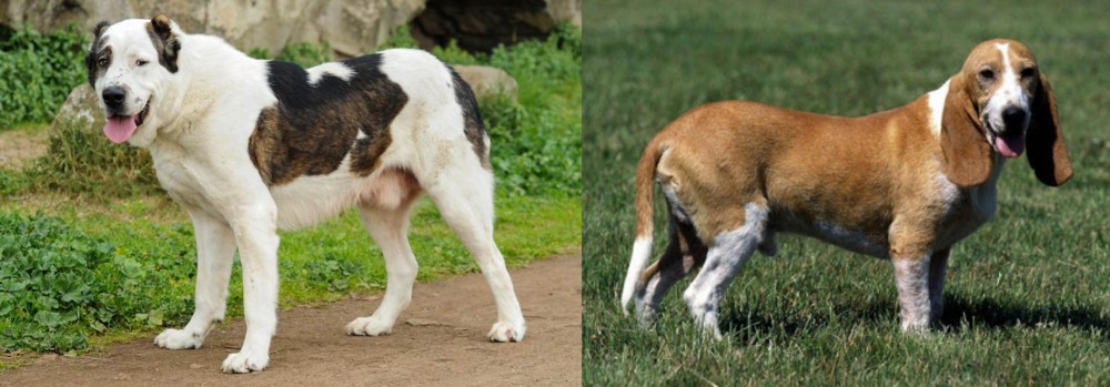 Schweizer Niederlaufhund vs Central Asian Shepherd - Breed Comparison