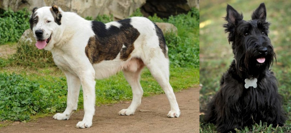 Scoland Terrier vs Central Asian Shepherd - Breed Comparison
