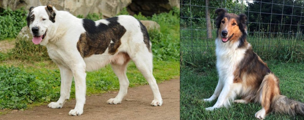 Scotch Collie vs Central Asian Shepherd - Breed Comparison