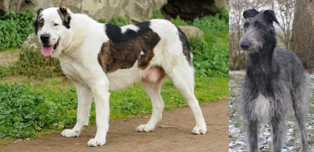 Scottish Deerhound vs Central Asian Shepherd - Breed Comparison
