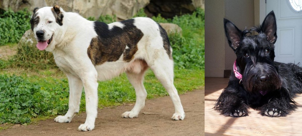 Scottish Terrier vs Central Asian Shepherd - Breed Comparison