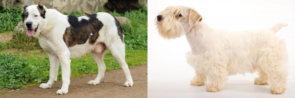 Sealyham Terrier vs Central Asian Shepherd - Breed Comparison