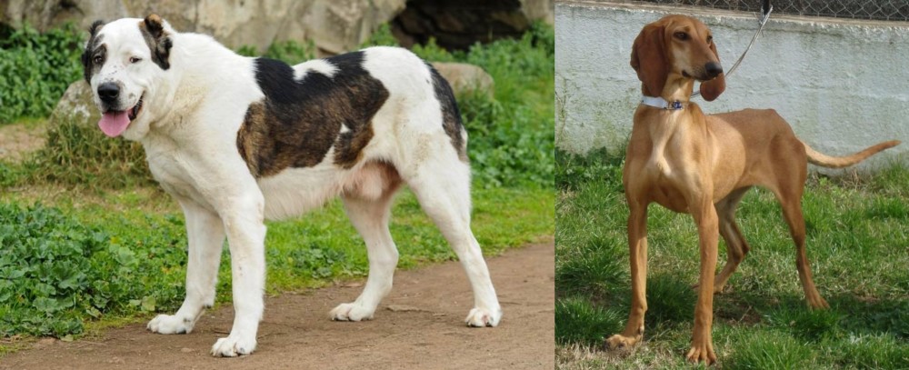 Segugio Italiano vs Central Asian Shepherd - Breed Comparison
