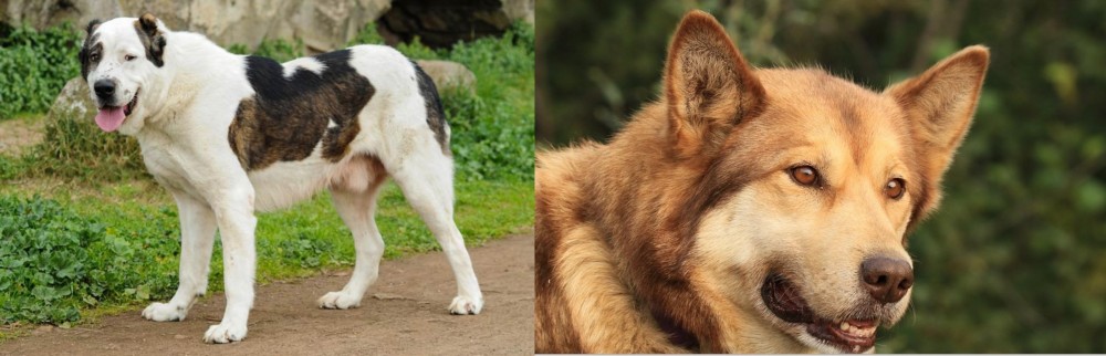 Seppala Siberian Sleddog vs Central Asian Shepherd - Breed Comparison