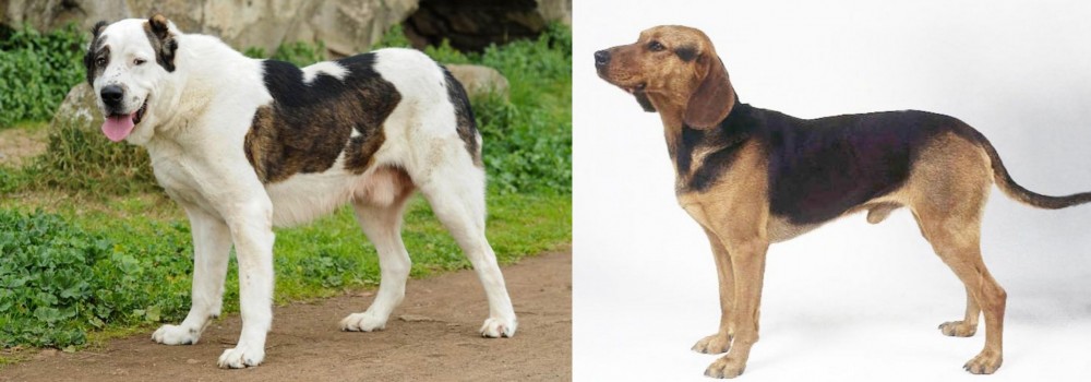 Serbian Hound vs Central Asian Shepherd - Breed Comparison
