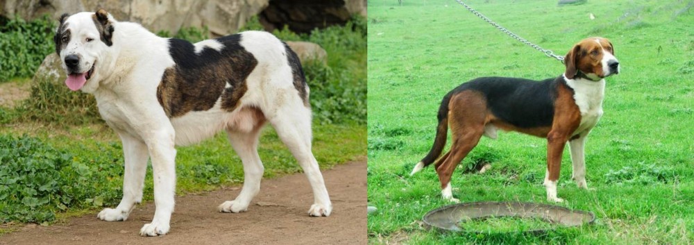 Serbian Tricolour Hound vs Central Asian Shepherd - Breed Comparison