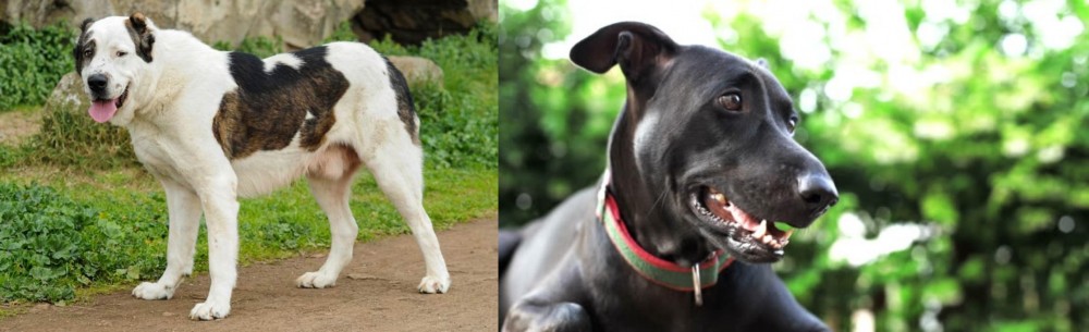 Shepard Labrador vs Central Asian Shepherd - Breed Comparison