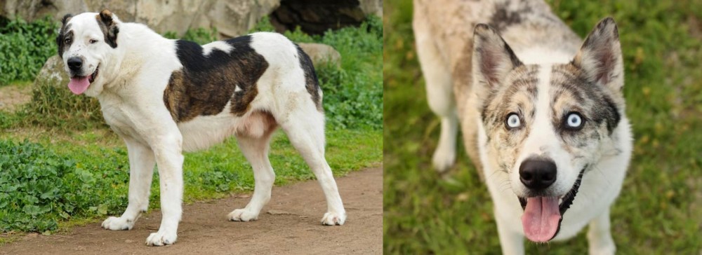 Shepherd Husky vs Central Asian Shepherd - Breed Comparison