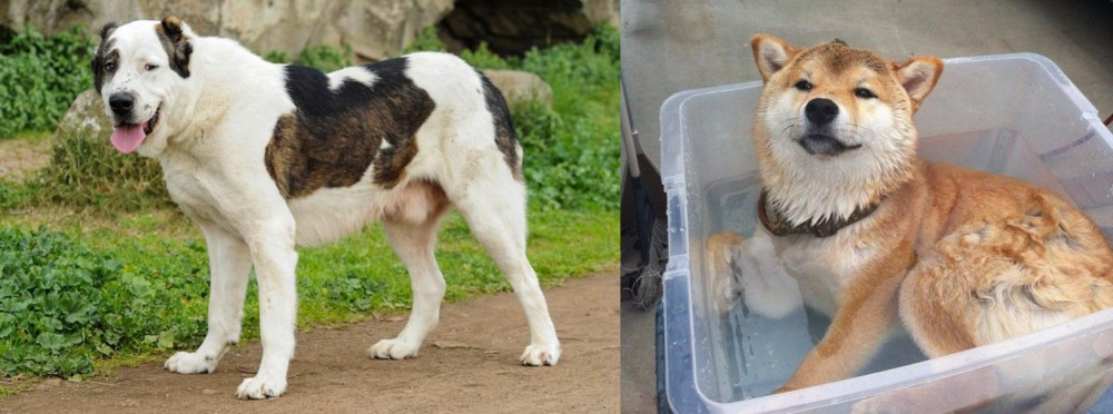 Shiba Inu vs Central Asian Shepherd - Breed Comparison