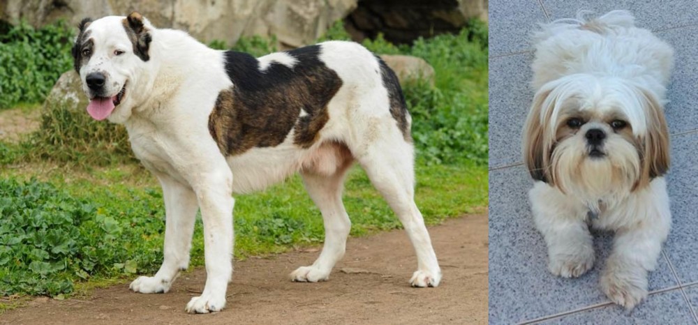 Shih Tzu vs Central Asian Shepherd - Breed Comparison