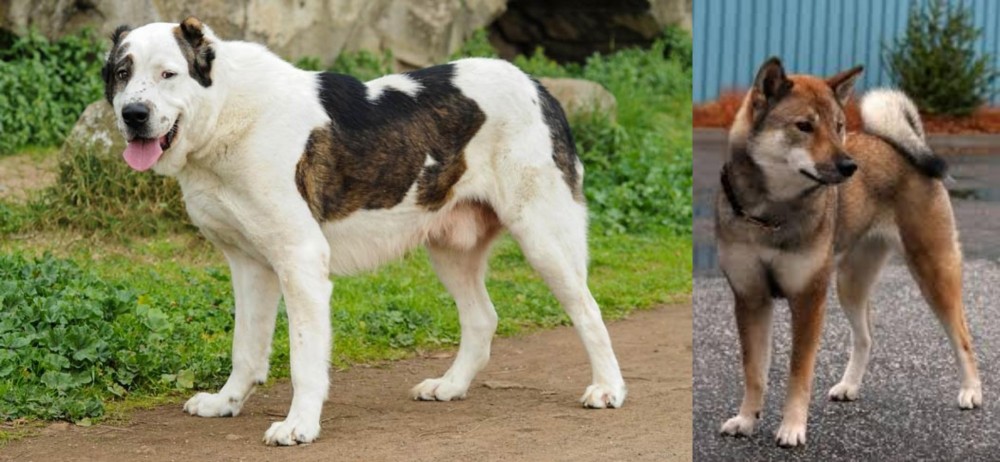 Shikoku vs Central Asian Shepherd - Breed Comparison