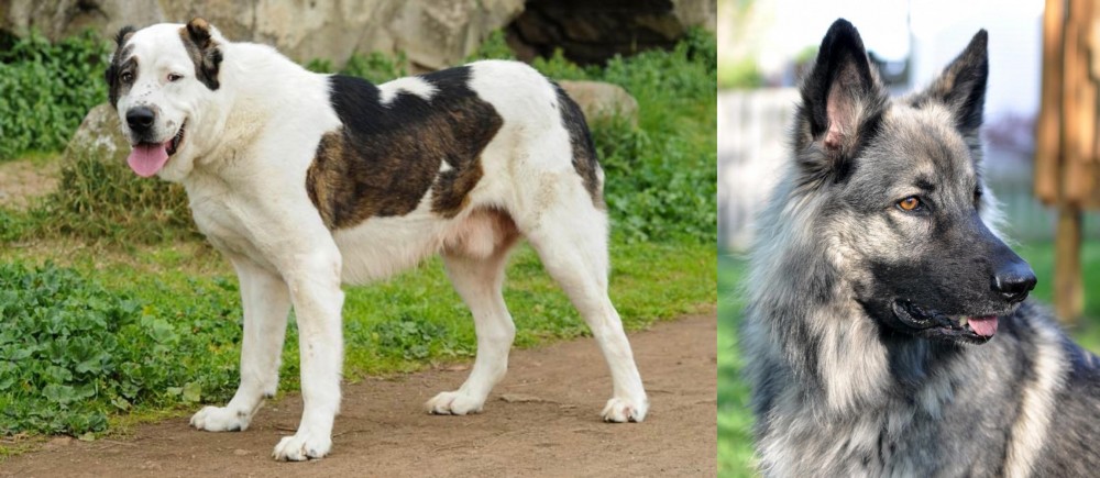 Shiloh Shepherd vs Central Asian Shepherd - Breed Comparison