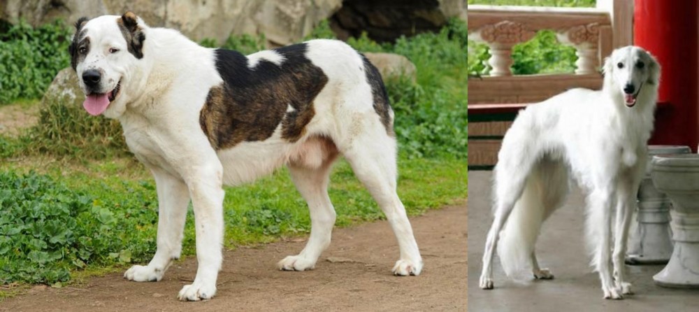 Silken Windhound vs Central Asian Shepherd - Breed Comparison