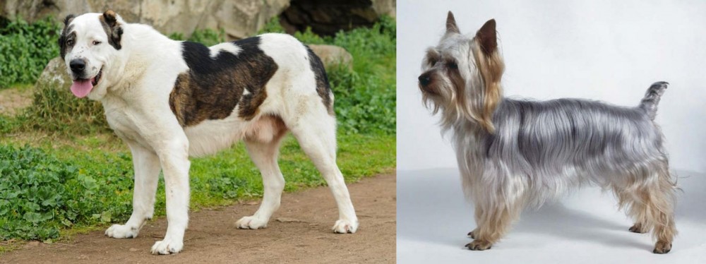 Silky Terrier vs Central Asian Shepherd - Breed Comparison