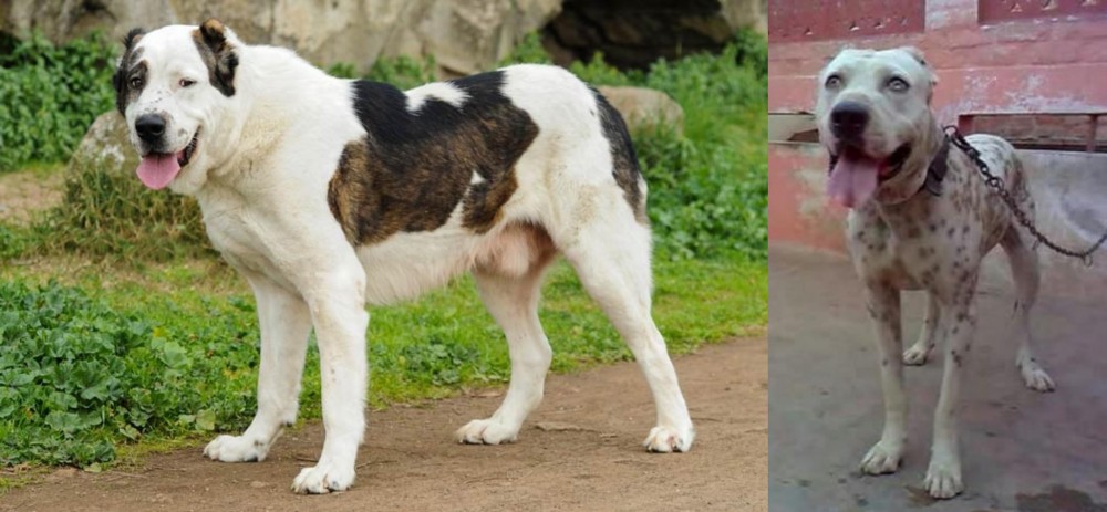 Sindh Mastiff vs Central Asian Shepherd - Breed Comparison