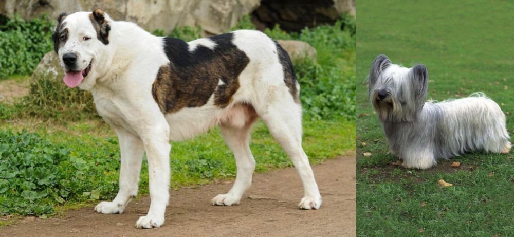 Skye Terrier vs Central Asian Shepherd - Breed Comparison