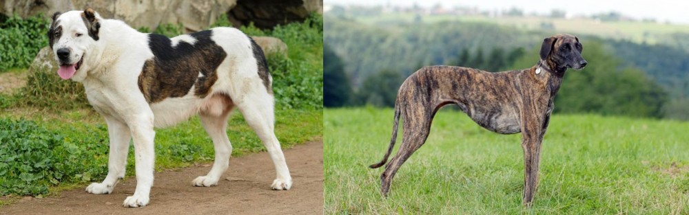 Sloughi vs Central Asian Shepherd - Breed Comparison