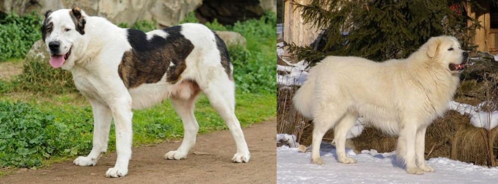 Slovak Cuvac vs Central Asian Shepherd - Breed Comparison