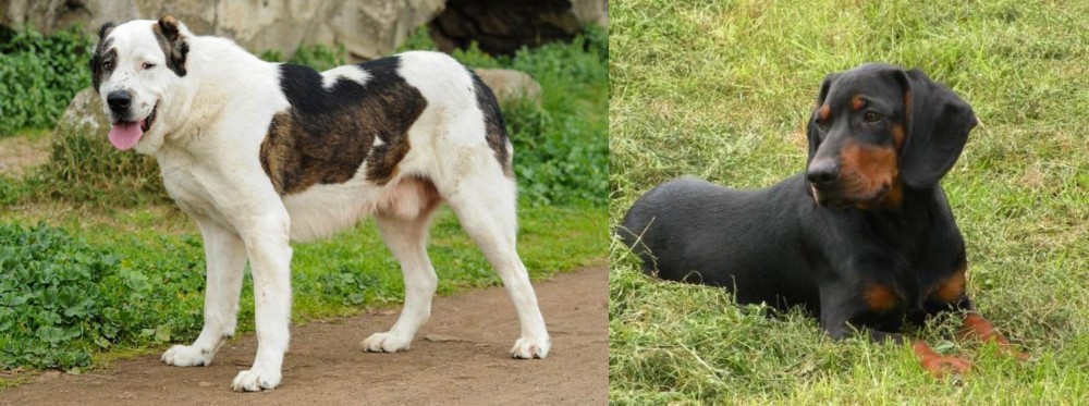 Slovakian Hound vs Central Asian Shepherd - Breed Comparison