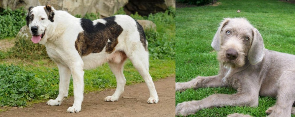 Slovakian Rough Haired Pointer vs Central Asian Shepherd - Breed Comparison