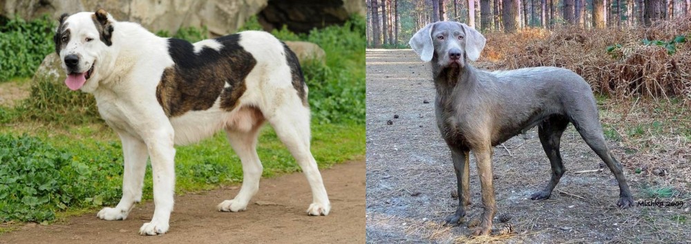 Slovensky Hrubosrsty Stavac vs Central Asian Shepherd - Breed Comparison