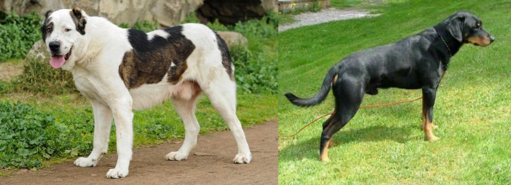 Smalandsstovare vs Central Asian Shepherd - Breed Comparison