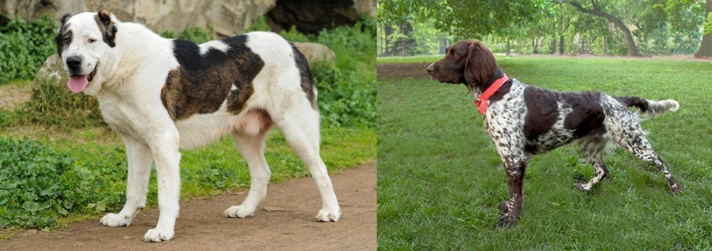Small Munsterlander vs Central Asian Shepherd - Breed Comparison