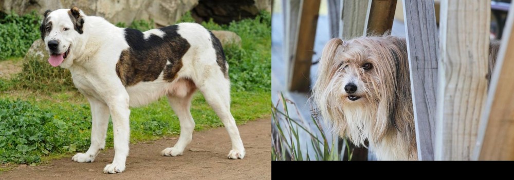 Smithfield vs Central Asian Shepherd - Breed Comparison