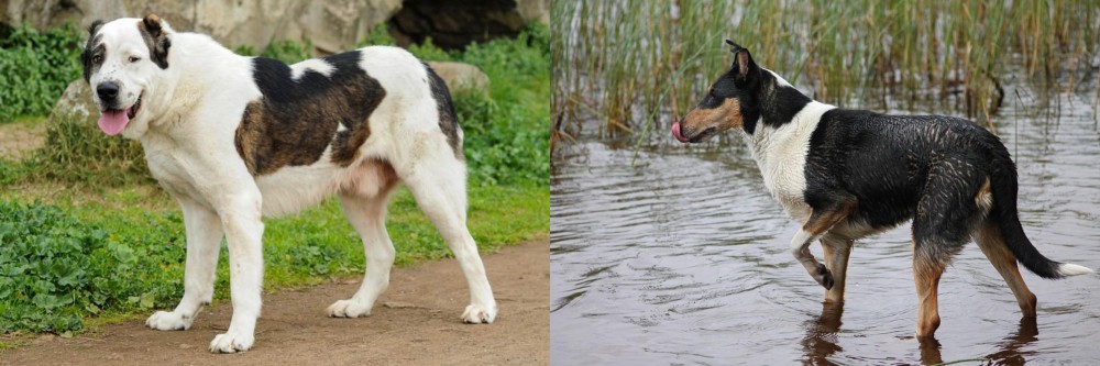 Smooth Collie vs Central Asian Shepherd - Breed Comparison