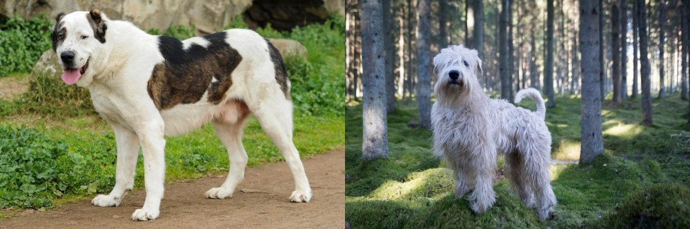 Soft-Coated Wheaten Terrier vs Central Asian Shepherd - Breed Comparison